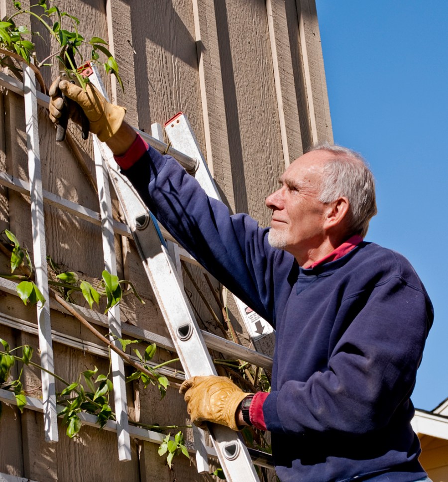 Senior man pruning a vine