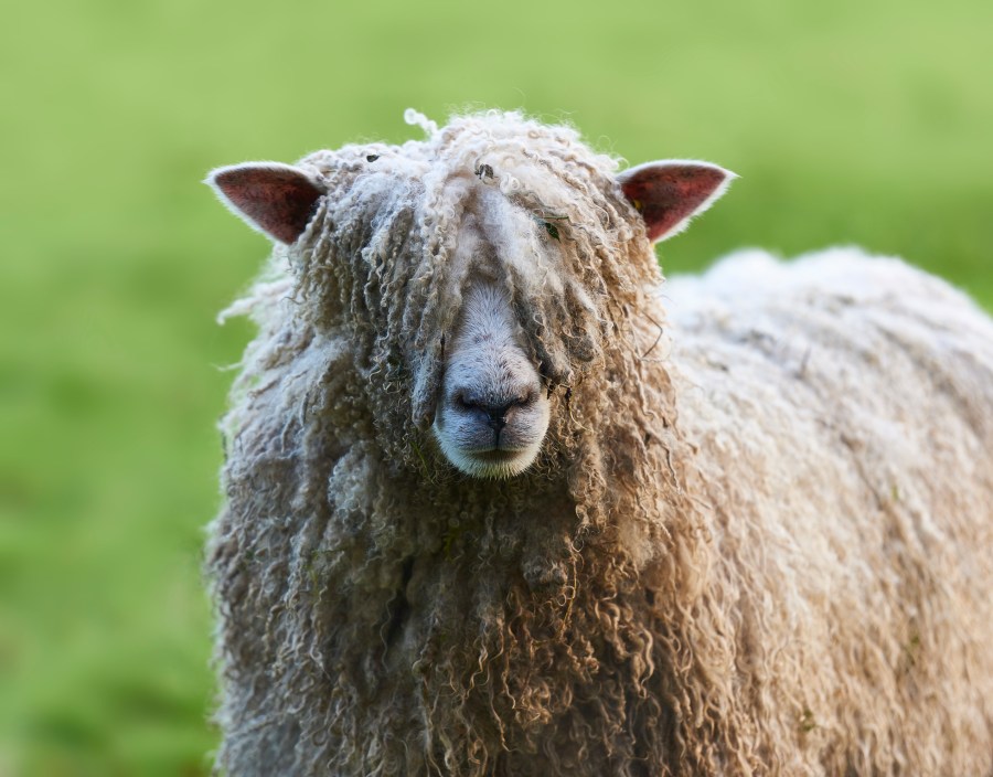 Pull the wool over your eyes, shaggy sheep